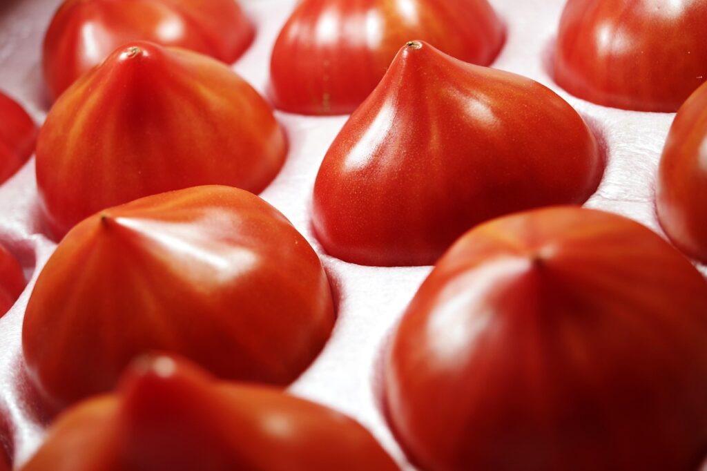 女性一人旅で楽しむ高知四万十川のカヌー体験は？