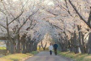 女性の一人旅におすすめの国内春の桜スポットは？