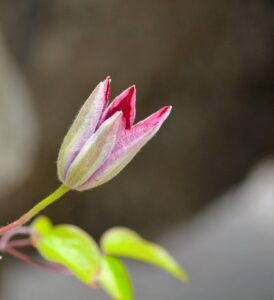 女性の一人旅初心者におすすめの日帰りプランは？